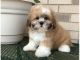 Morkie Puppies for sale in California St, San Francisco, CA, USA. price: NA