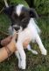 Morkie Puppies for sale in Granada Hills, Los Angeles, CA, USA. price: NA