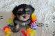 Morkie Puppies for sale in Sacramento, CA, USA. price: $550