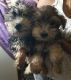 Morkie Puppies for sale in Toronto, ON, Canada. price: NA