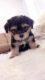 Morkie Puppies for sale in Warren, MI, USA. price: NA