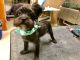 Morkie Puppies for sale in Clayton, NC, USA. price: $800