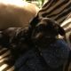 Morkie Puppies for sale in Taylor, MI 48180, USA. price: NA