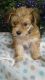 Morkie Puppies for sale in Merrillville, IN, USA. price: $850