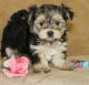 Morkie Puppies for sale in Torrance, CA, USA. price: NA