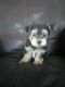 Morkie Puppies for sale in Cedar Rapids, IA, USA. price: $750