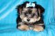 Morkie Puppies for sale in Costa Mesa, CA 92627, USA. price: NA