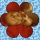 Morkie Puppies for sale in Blaine, WA, USA. price: NA