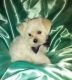 Morkie Puppies for sale in Yakima, WA 98902, USA. price: $900