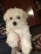 Morkie Puppies for sale in Fresno, CA 93706, USA. price: NA
