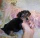 Morkie Puppies for sale in Jackson, MS, USA. price: $700