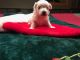 Morkie Puppies for sale in Dover, OH 44622, USA. price: NA