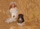 Morkie Puppies for sale in Paris, TX 75460, USA. price: $895
