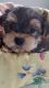 Morkie Puppies for sale in Sherrodsville, OH 44675, USA. price: NA