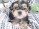 Morkie Puppies for sale in Sherrodsville, OH 44675, USA. price: $699
