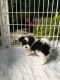 Morkie Puppies for sale in Northern California, CA, USA. price: NA