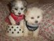 Morkie Puppies for sale in West Bloomfield Township, MI, USA. price: NA