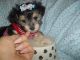 Morkie Puppies for sale in West Bloomfield Township, MI, USA. price: NA