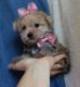 Morkie Puppies for sale in Seattle, WA, USA. price: NA