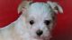 Morkie Puppies for sale in Stanwood, WA 98292, USA. price: NA