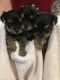 Morkie Puppies for sale in Marion, IA, USA. price: $600