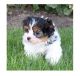 Morkie Puppies for sale in Annapolis, MD, USA. price: $700