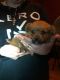 Morkie Puppies for sale in Needville, TX 77461, USA. price: $500