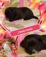 Morkie Puppies for sale in Blaine, WA, USA. price: $900