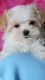 Morkie Puppies for sale in Stanwood, WA 98292, USA. price: NA