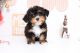 Morkie Puppies for sale in Annapolis, MD, USA. price: NA
