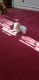Morkie Puppies for sale in Augusta, GA, USA. price: NA