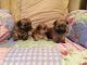 Morkie Puppies for sale in Cleveland, OH, USA. price: $500