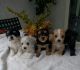 Morkie Puppies for sale in Los Angeles, CA, USA. price: $600