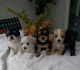 Morkie Puppies for sale in Los Angeles, CA, USA. price: $500