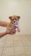 Morkie Puppies for sale in Deltona, FL, USA. price: NA