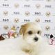 Morkie Puppies for sale in Temple City, CA, USA. price: NA