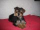 Morkie Puppies for sale in Los Angeles, CA, USA. price: $650