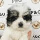 Morkie Puppies for sale in Temple City, CA, USA. price: NA