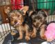 Morkie Puppies for sale in Gilroy, CA 95020, USA. price: NA