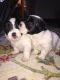 Morkie Puppies for sale in New Port Richey, FL, USA. price: NA