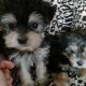 Morkie Puppies for sale in Naples, FL, USA. price: $1,200