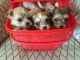 Morkie Puppies for sale in San Jose, CA, USA. price: NA