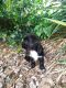 Morkie Puppies for sale in Toledo, OH, USA. price: NA