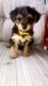 Morkie Puppies for sale in Port St. Lucie, FL 34984, USA. price: NA