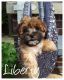 Morkie Puppies for sale in Millersburg, OH 44654, USA. price: $695
