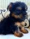 Morkie Puppies for sale in Middletown, CA 95461, USA. price: $425