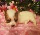 Morkie Puppies for sale in Blaine, WA, USA. price: NA