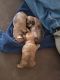 Morkie Puppies for sale in Glendale, AZ, USA. price: NA