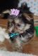 Morkie Puppies for sale in Los Angeles, CA, USA. price: $650