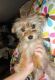 Morkie Puppies for sale in Gilroy, CA 95020, USA. price: NA